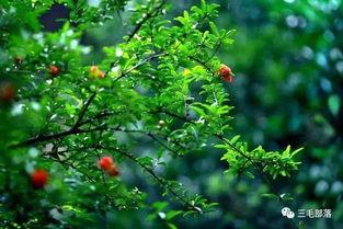 都市爆料石榴树视频,揭秘石榴树背后的惊人真相！  第1张