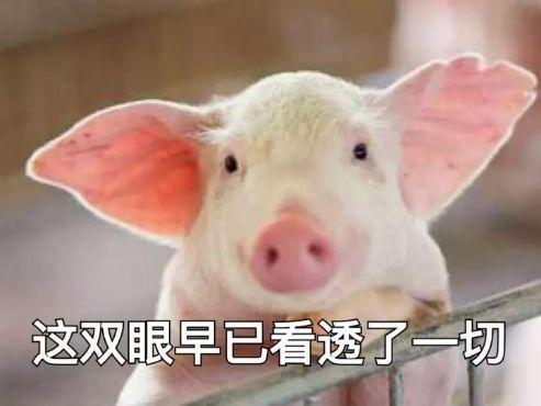 养猪导演爆料视频播放下载