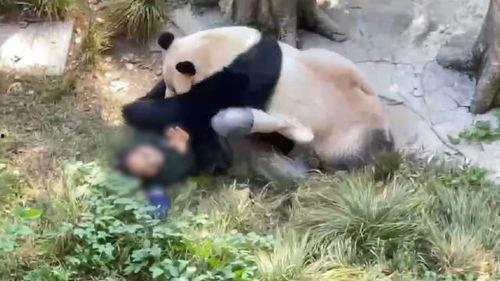 重庆动物园爆料视频最新 第2张 重庆动物园爆料视频最新 第2张